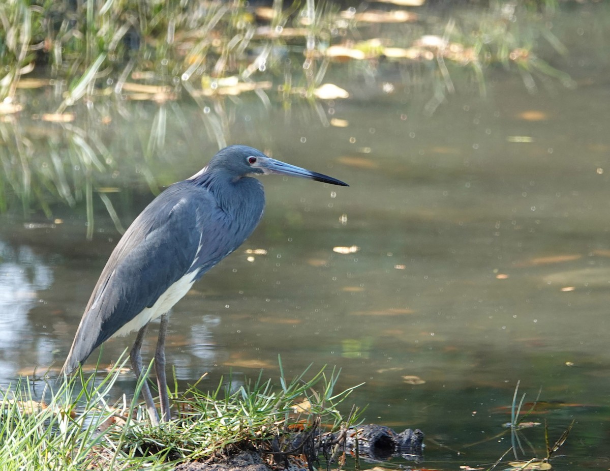 Tricolored Heron - ML617813036