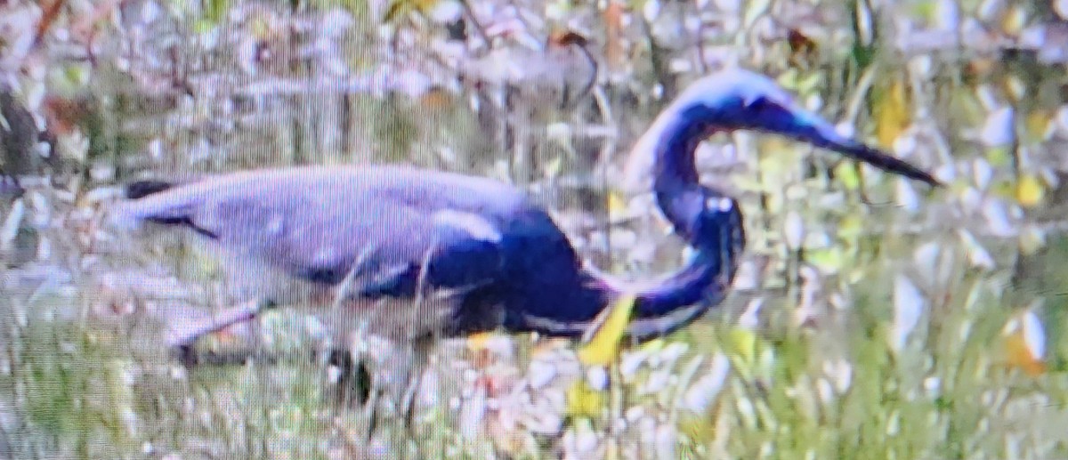 Tricolored Heron - Marion Schiefer