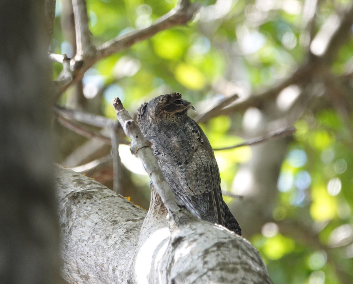 Common Potoo - ML617813082