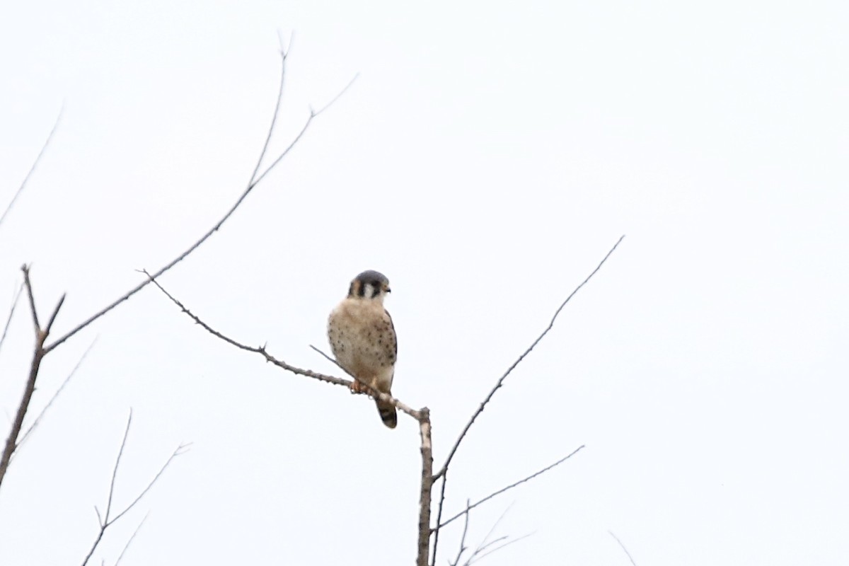 American Kestrel - ML617813083