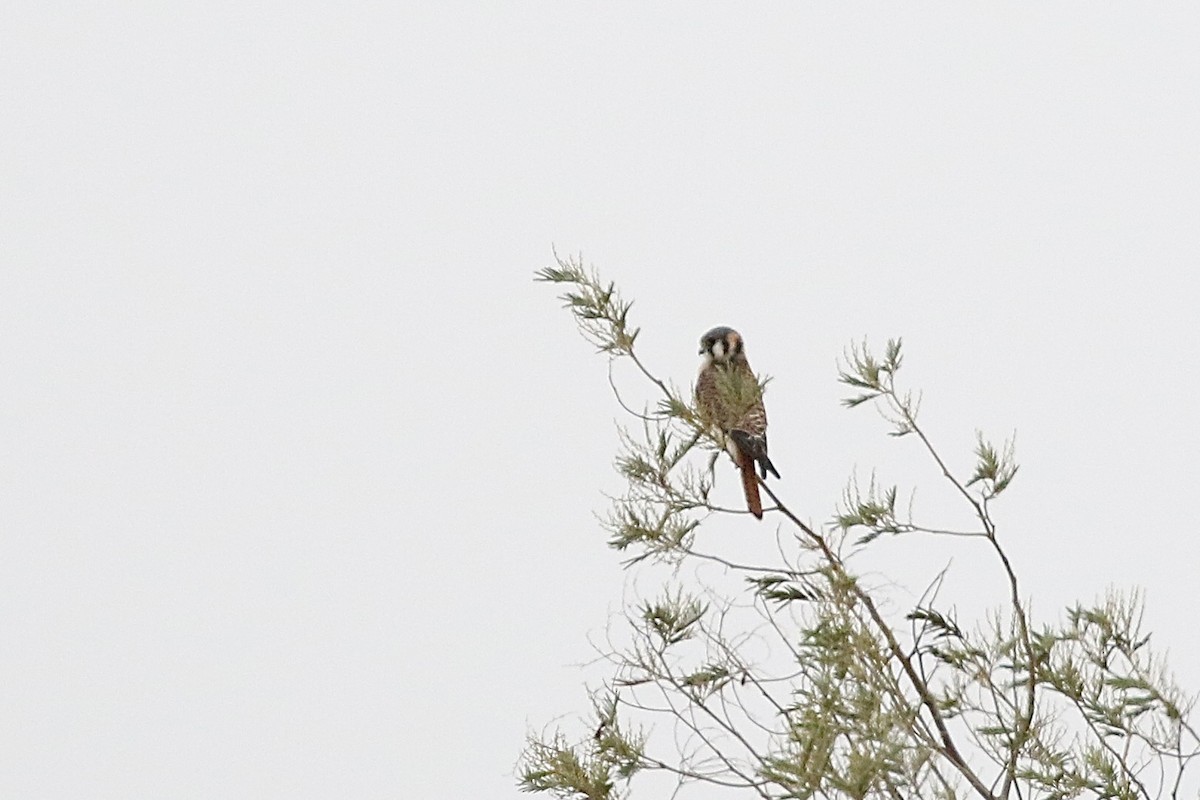 American Kestrel - ML617813085