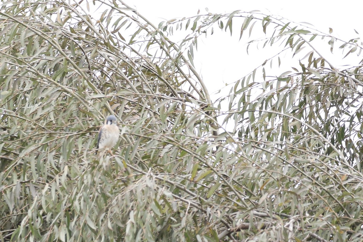 American Kestrel - Aaron David