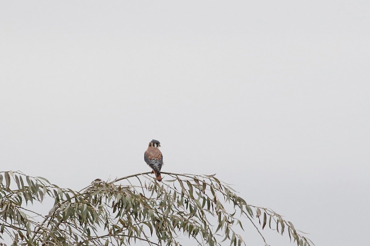 American Kestrel - ML617813087