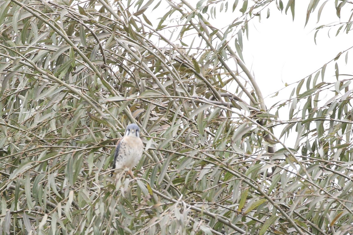 アメリカチョウゲンボウ - ML617813088