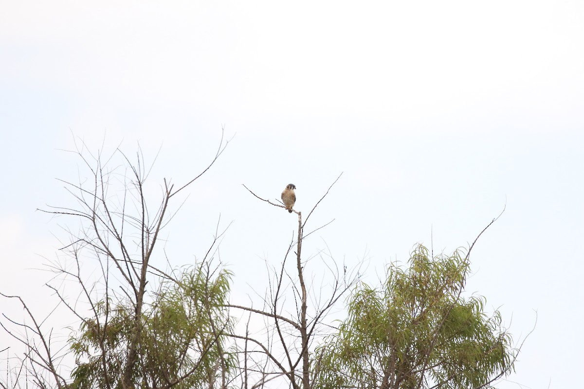 American Kestrel - ML617813089