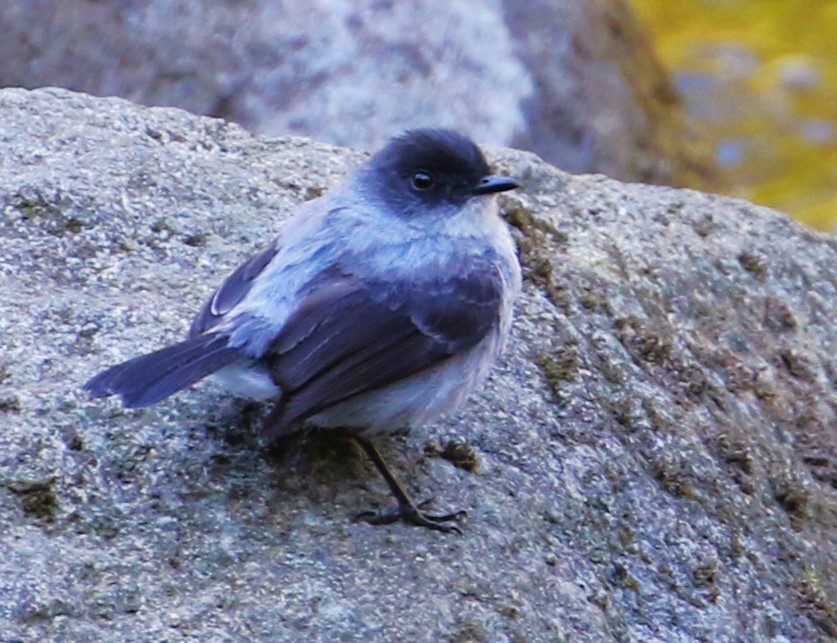 Torrent Tyrannulet - ML617813092