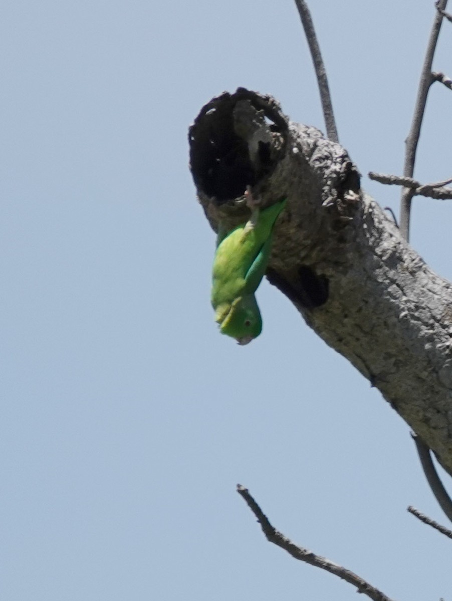 Папуга-горобець гвіанський - ML617813095