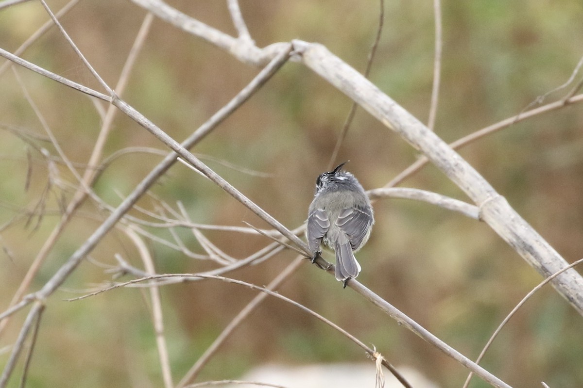 Tufted Tit-Tyrant - ML617813101