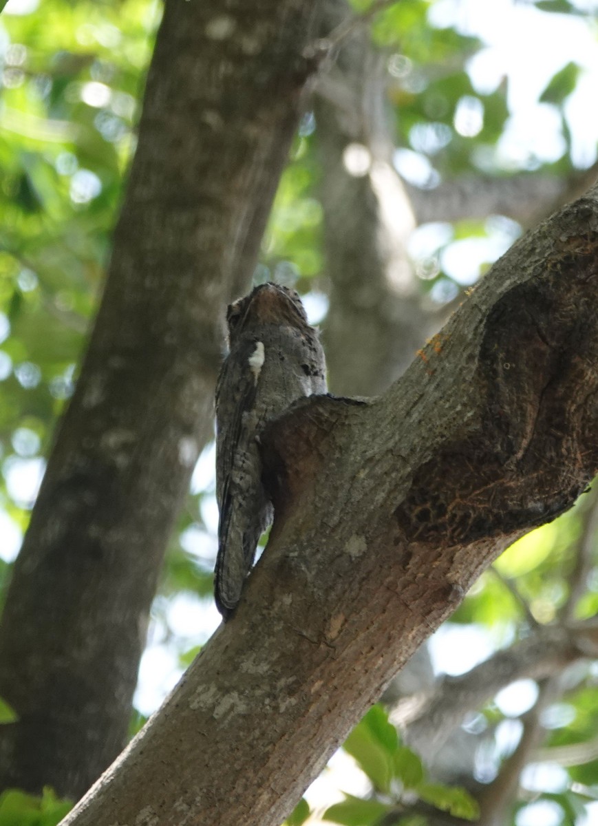 Common Potoo - Jenny Vogt