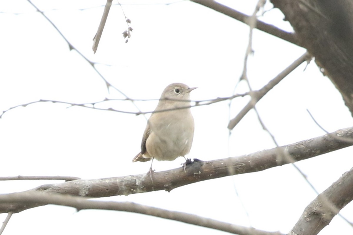 House Wren - ML617813146