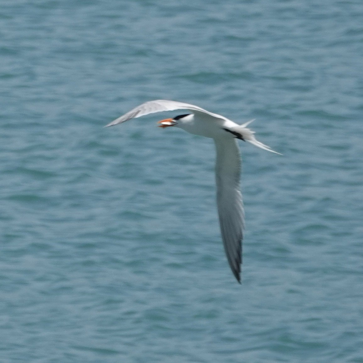 Royal Tern - ML617813154