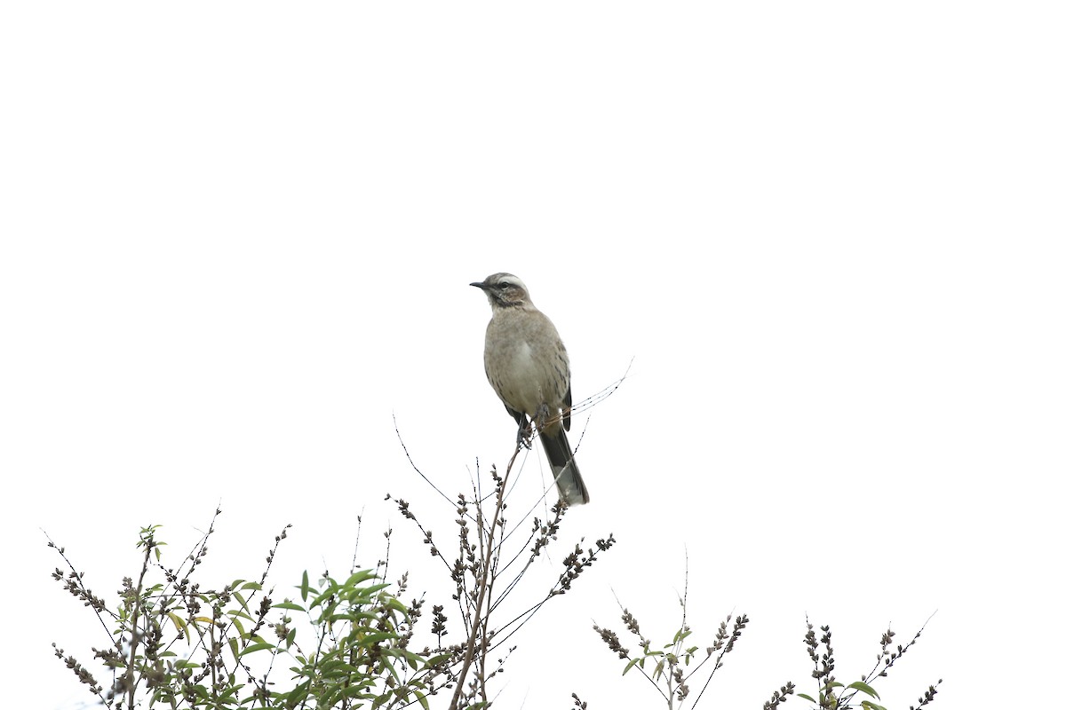 Chilean Mockingbird - ML617813166