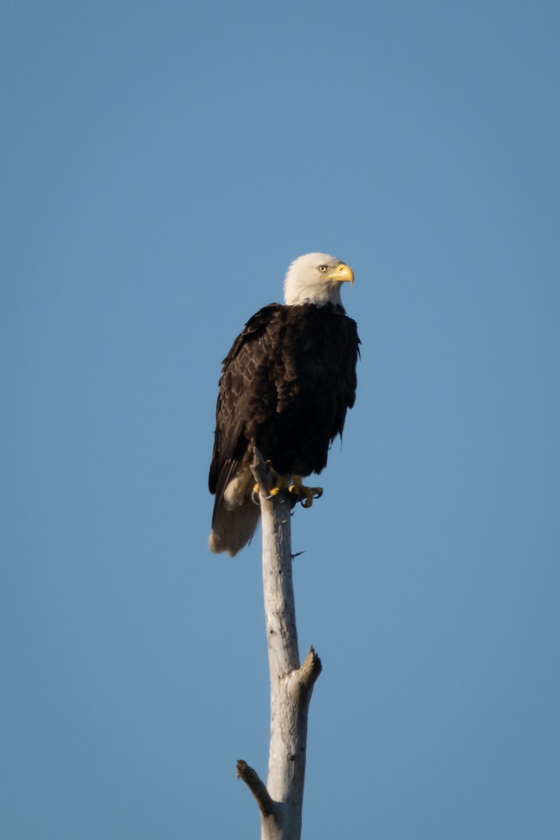 Bald Eagle - ML617813168