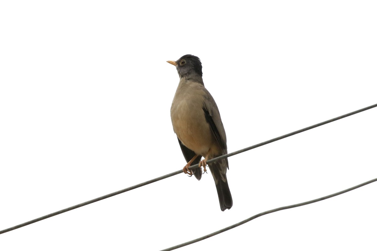 Austral Thrush - Aaron David