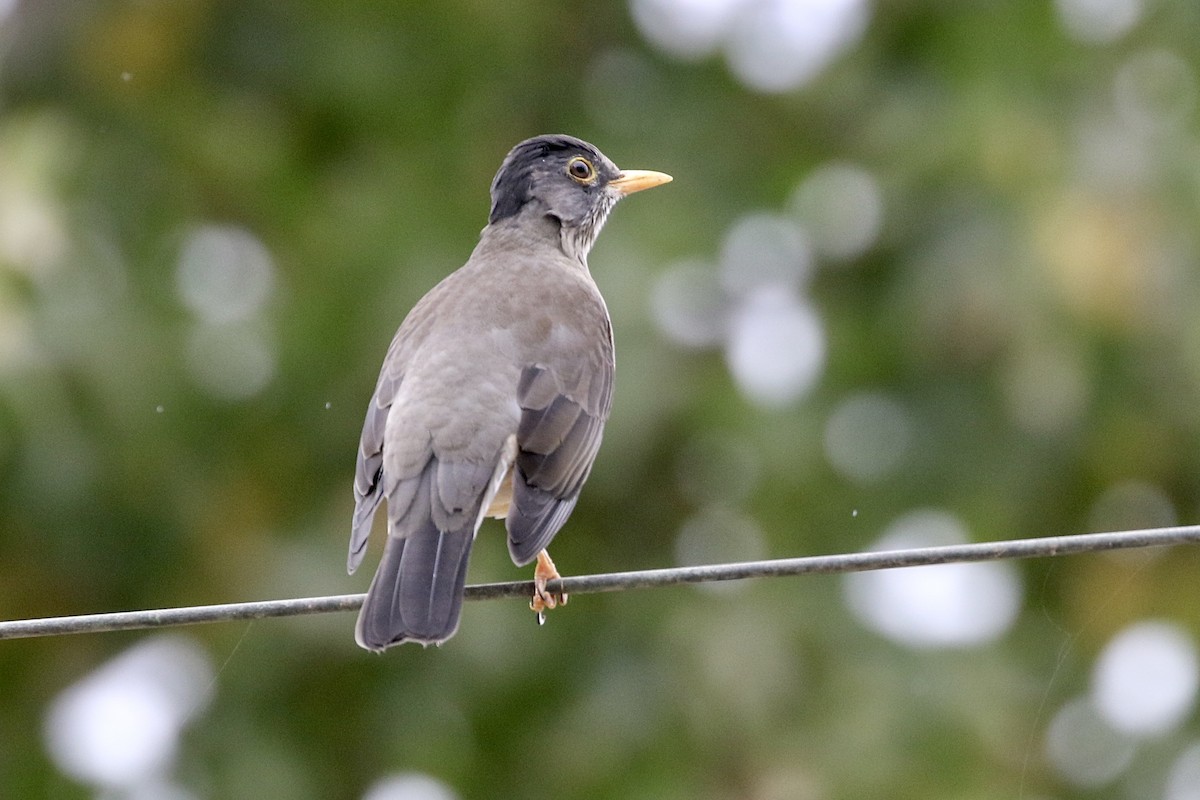 Austral Thrush - ML617813177