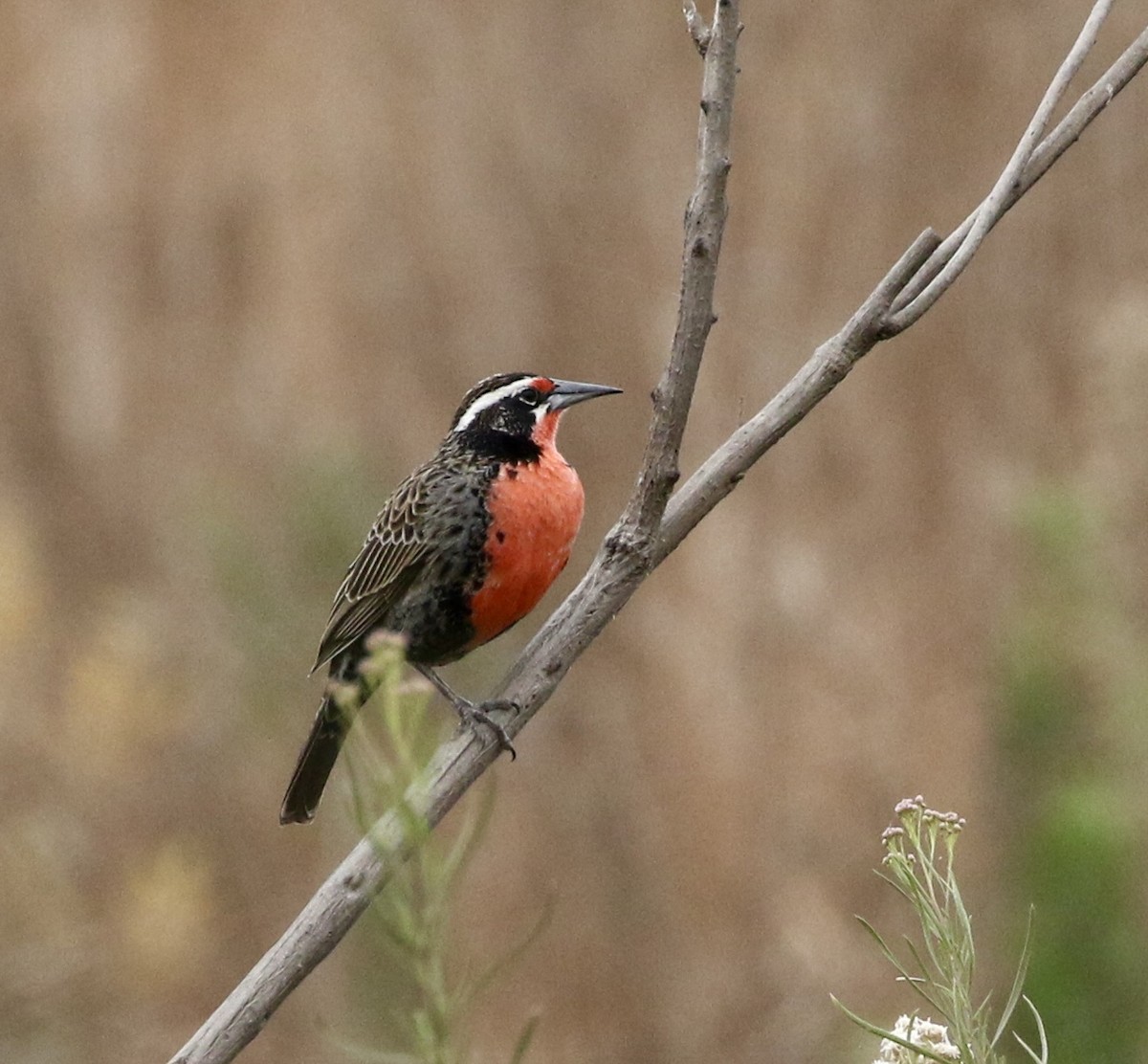 Long-tailed Meadowlark - ML617813185