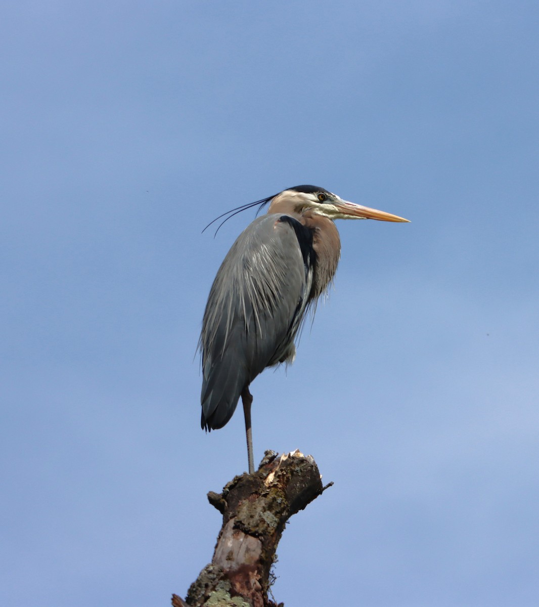 Great Blue Heron - ML617813191