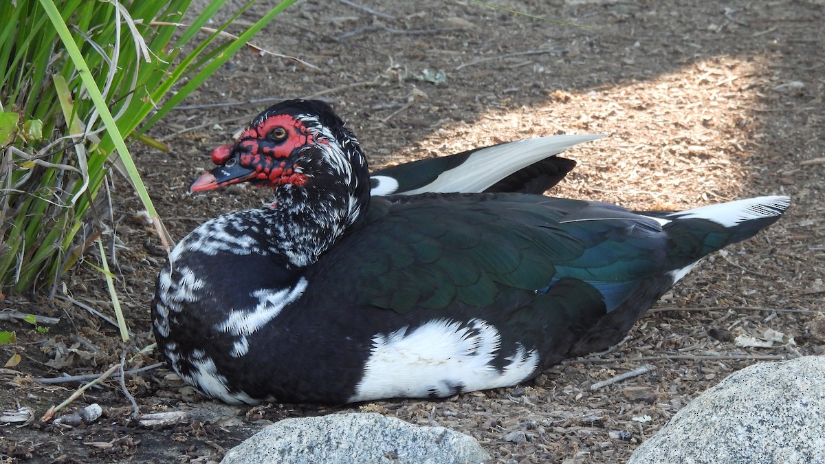 Muscovy Duck (Domestic type) - Karen Evans