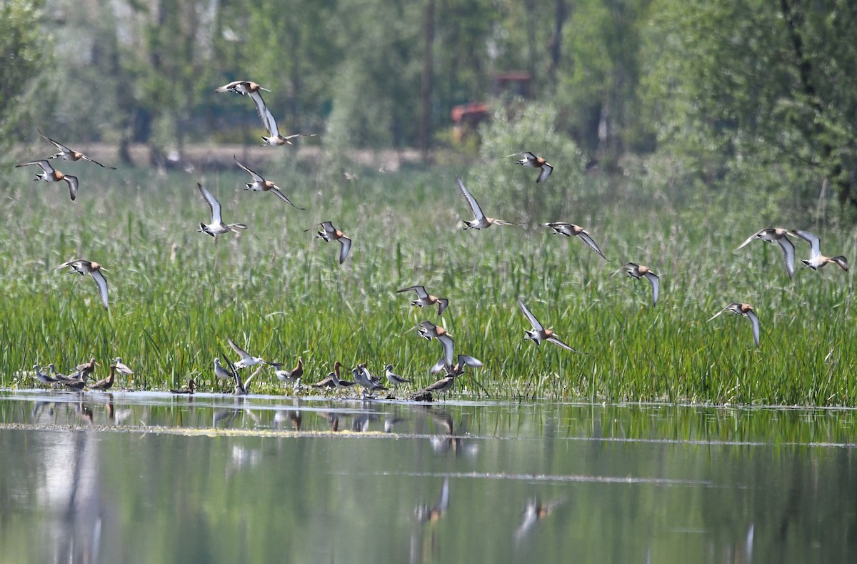 Black-tailed Godwit - Reyan sofi