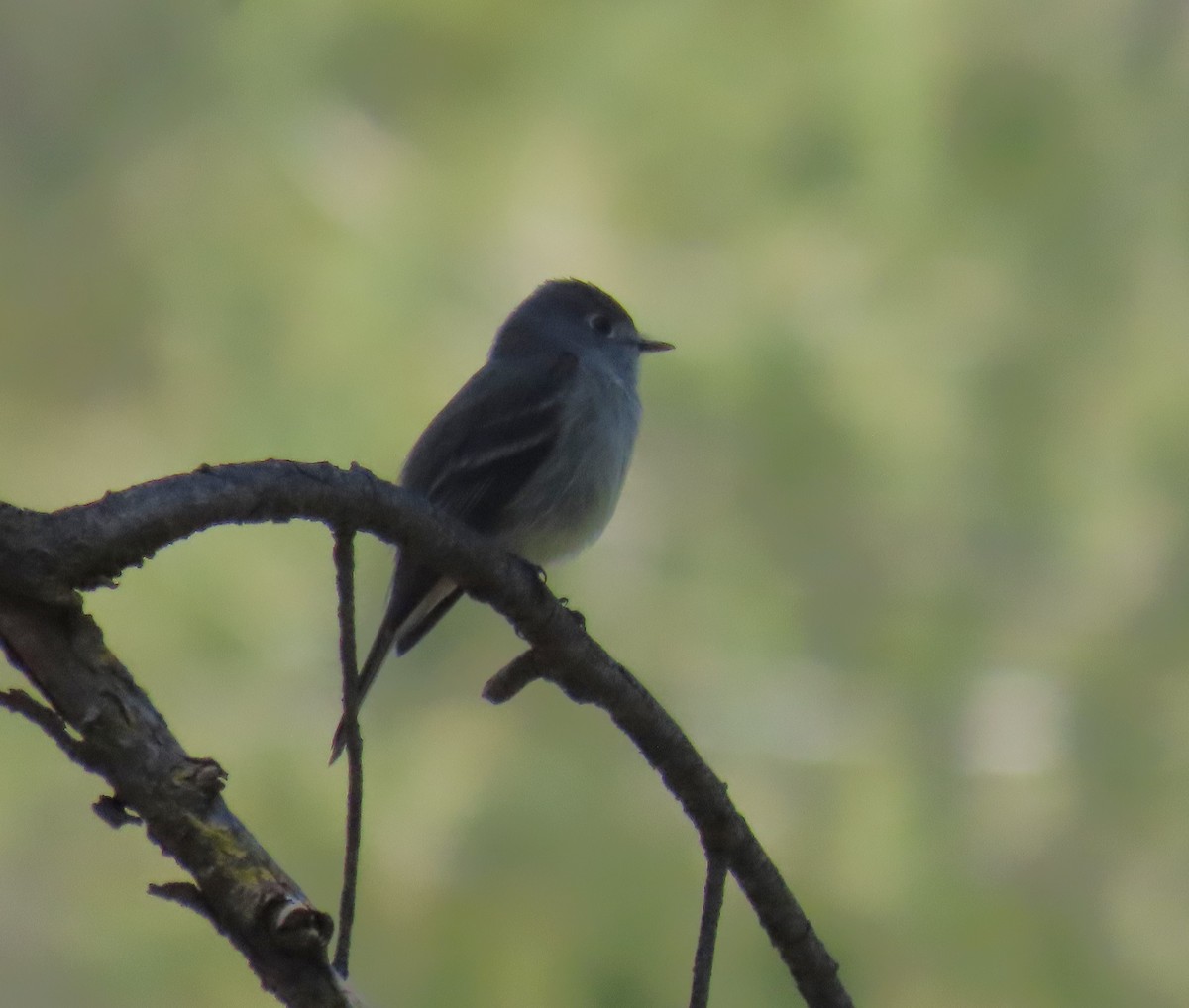 Hammond's Flycatcher - ML617813229