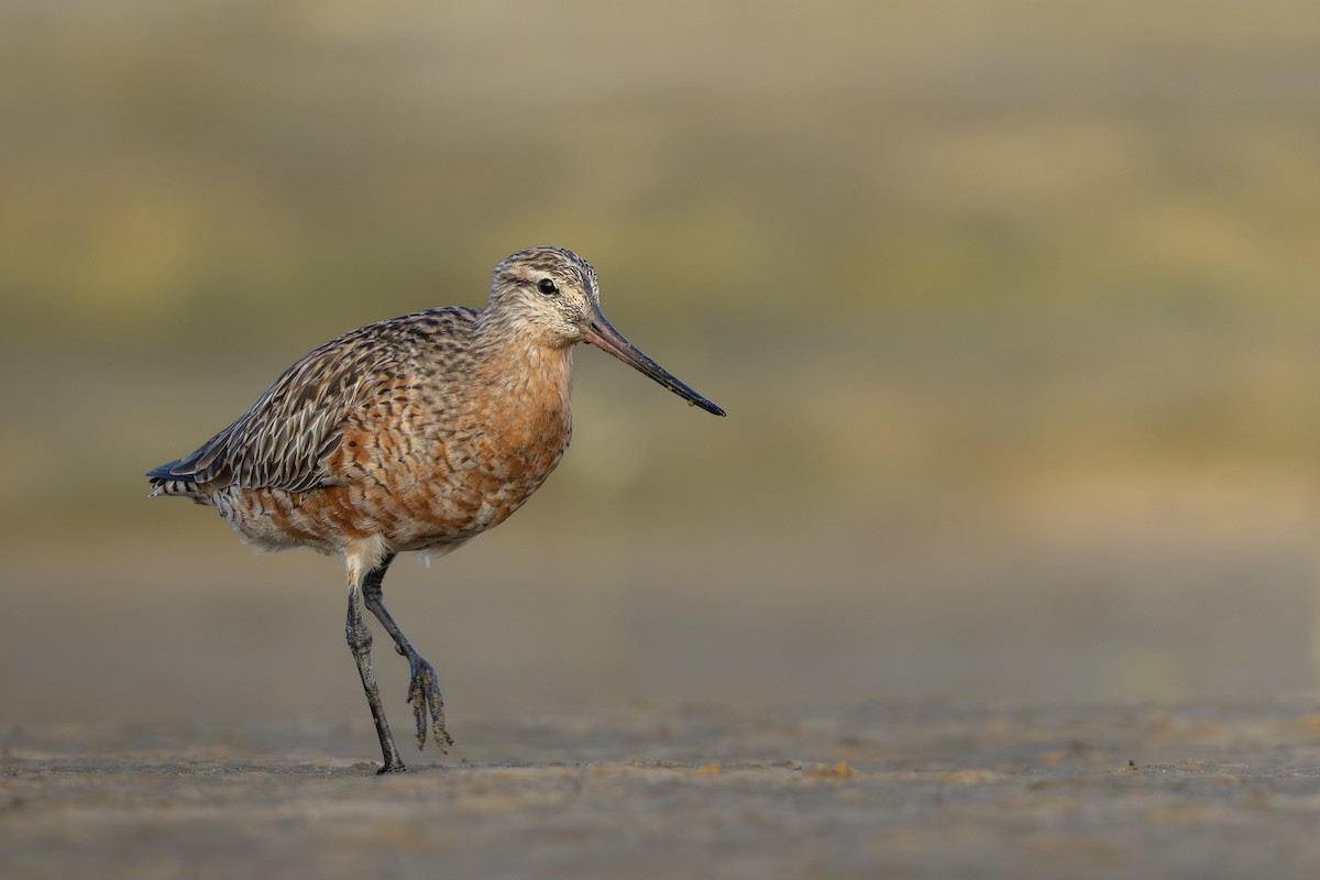 Bar-tailed Godwit - Ian Mo