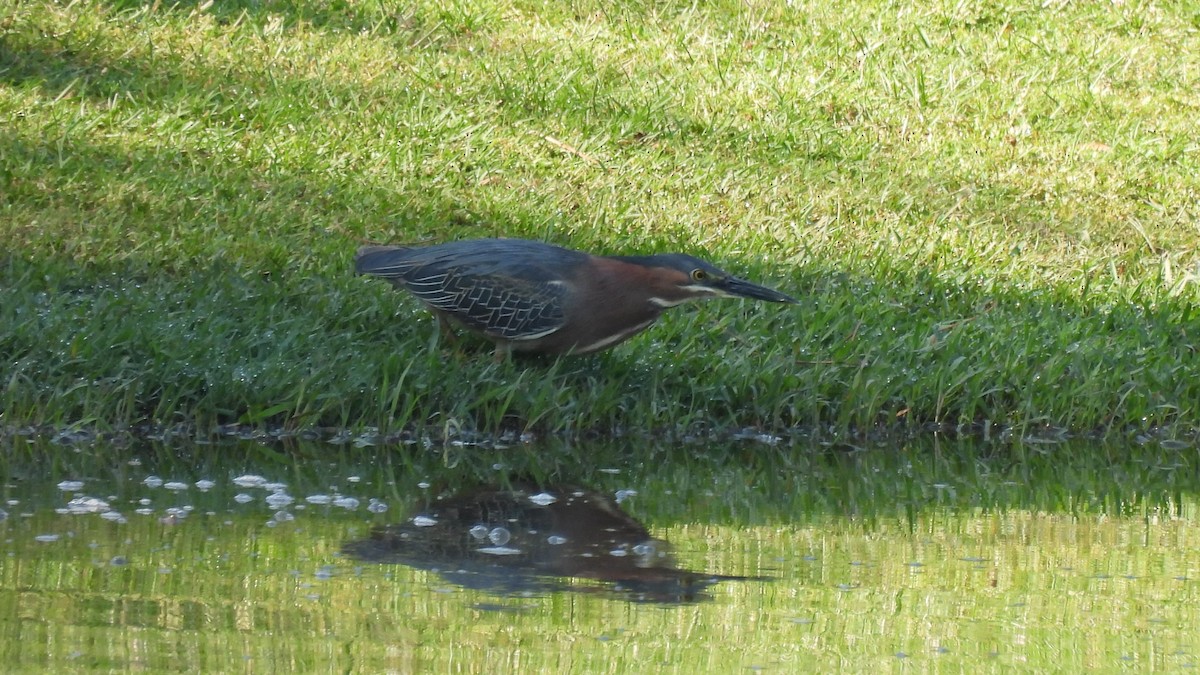 Green Heron - ML617813276