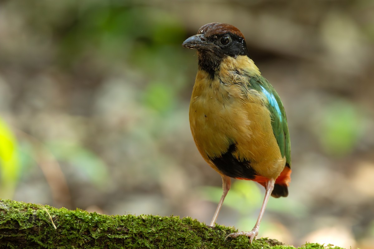 Noisy Pitta - Ian Mo