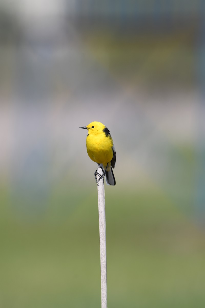 Citrine Wagtail - ML617813291