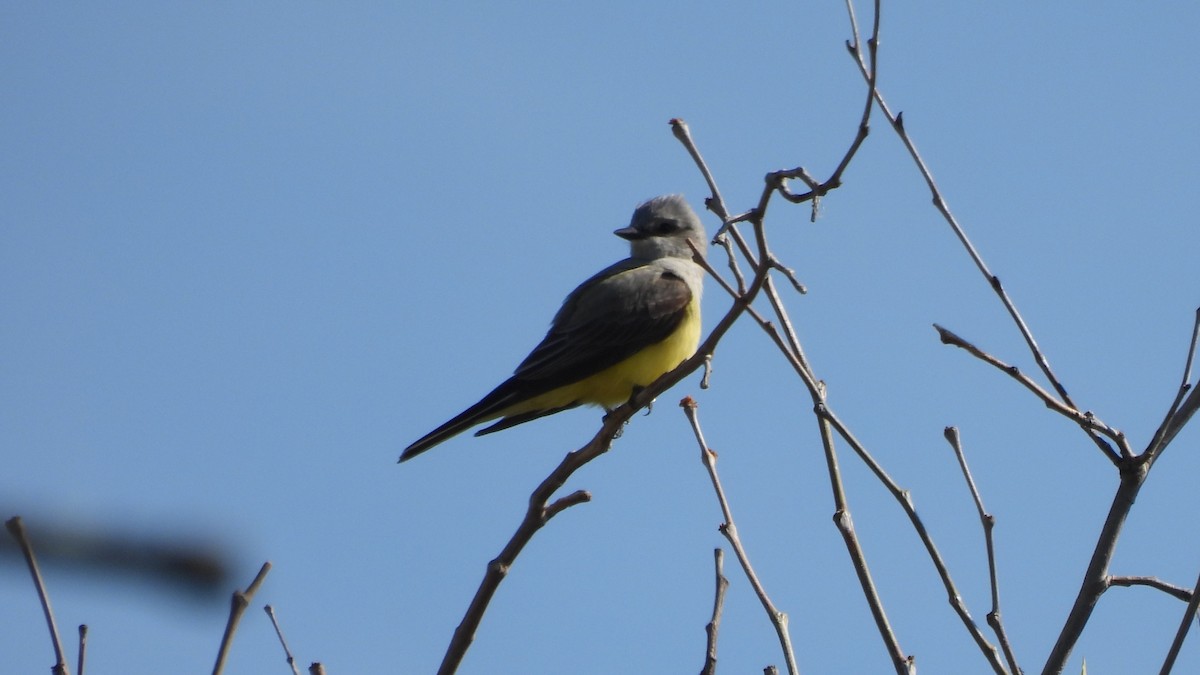 Western Kingbird - ML617813299