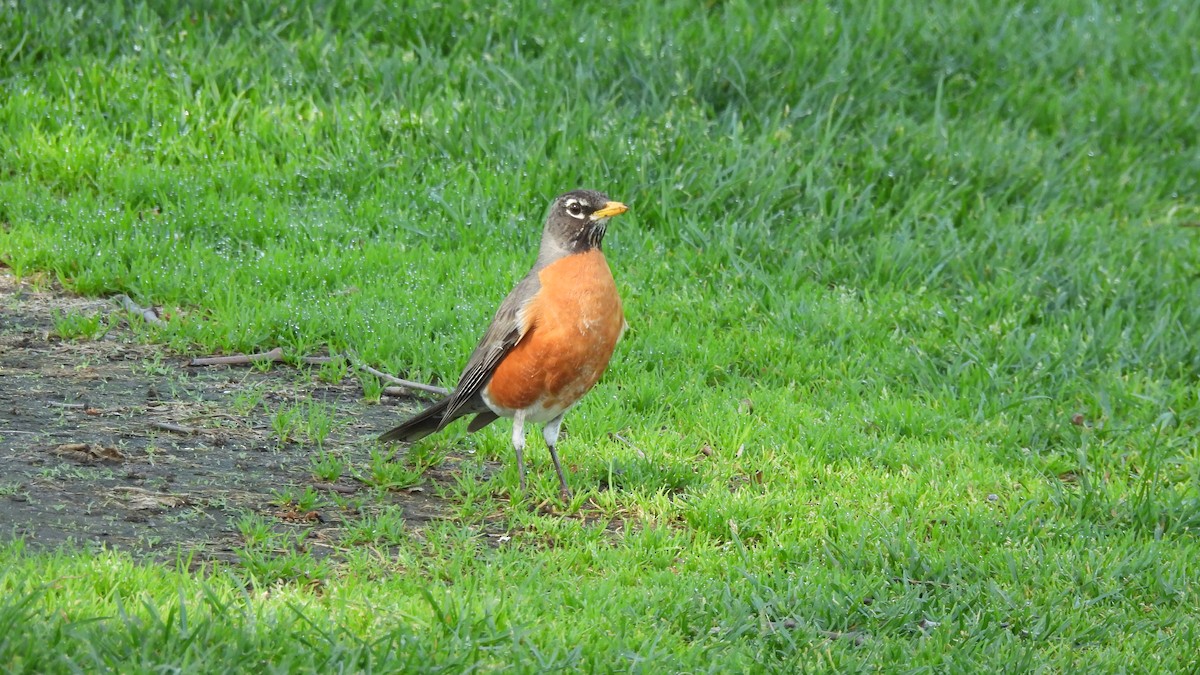 American Robin - ML617813304