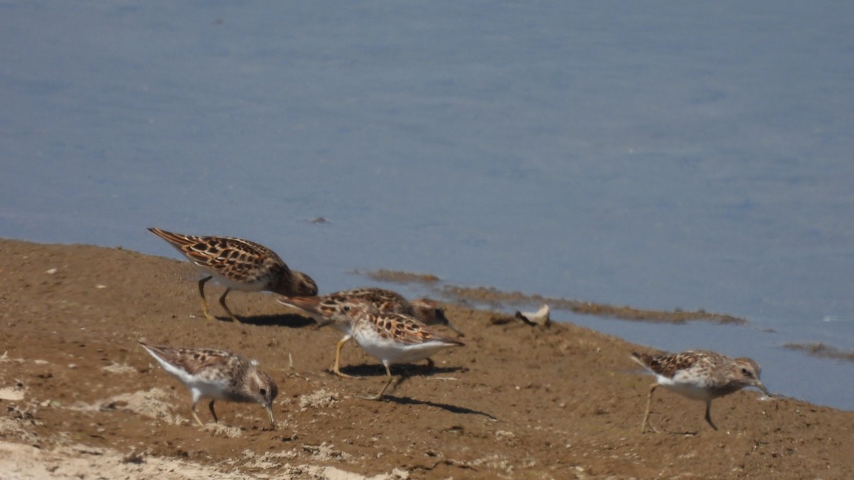 Least Sandpiper - Karen Evans