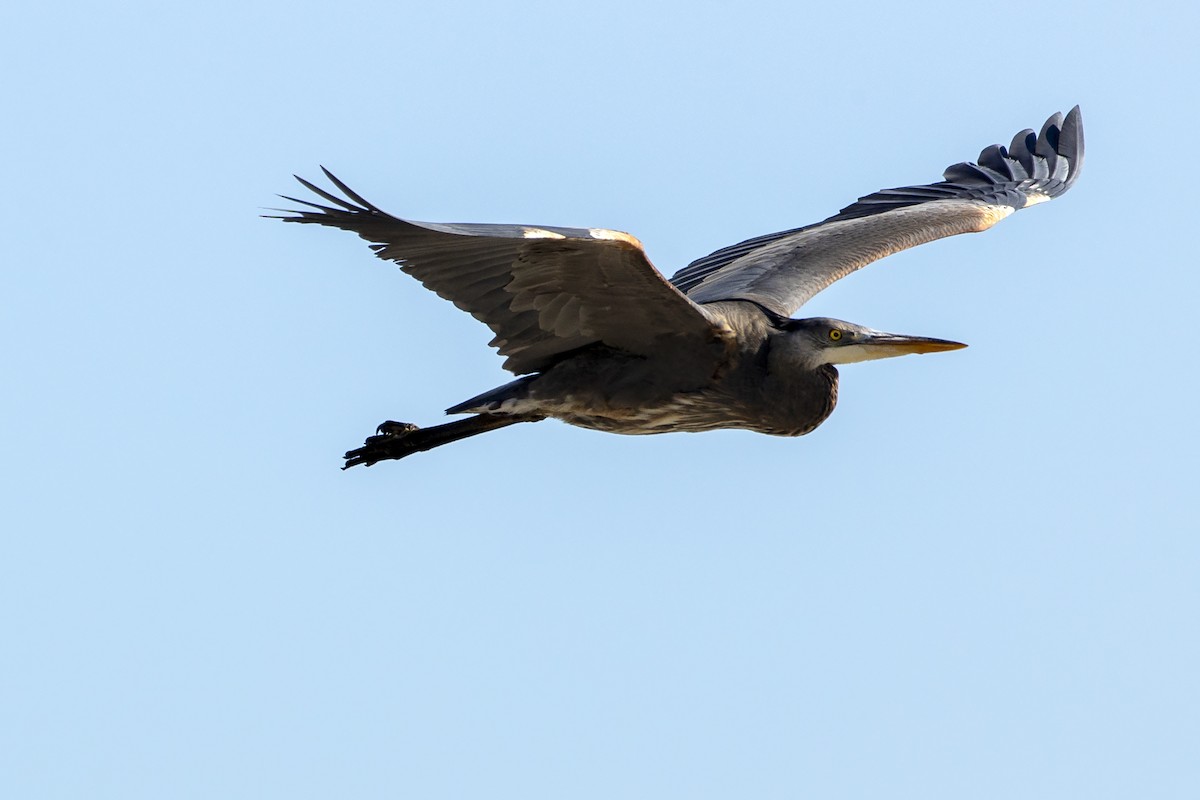 Great Blue Heron - ML617813357