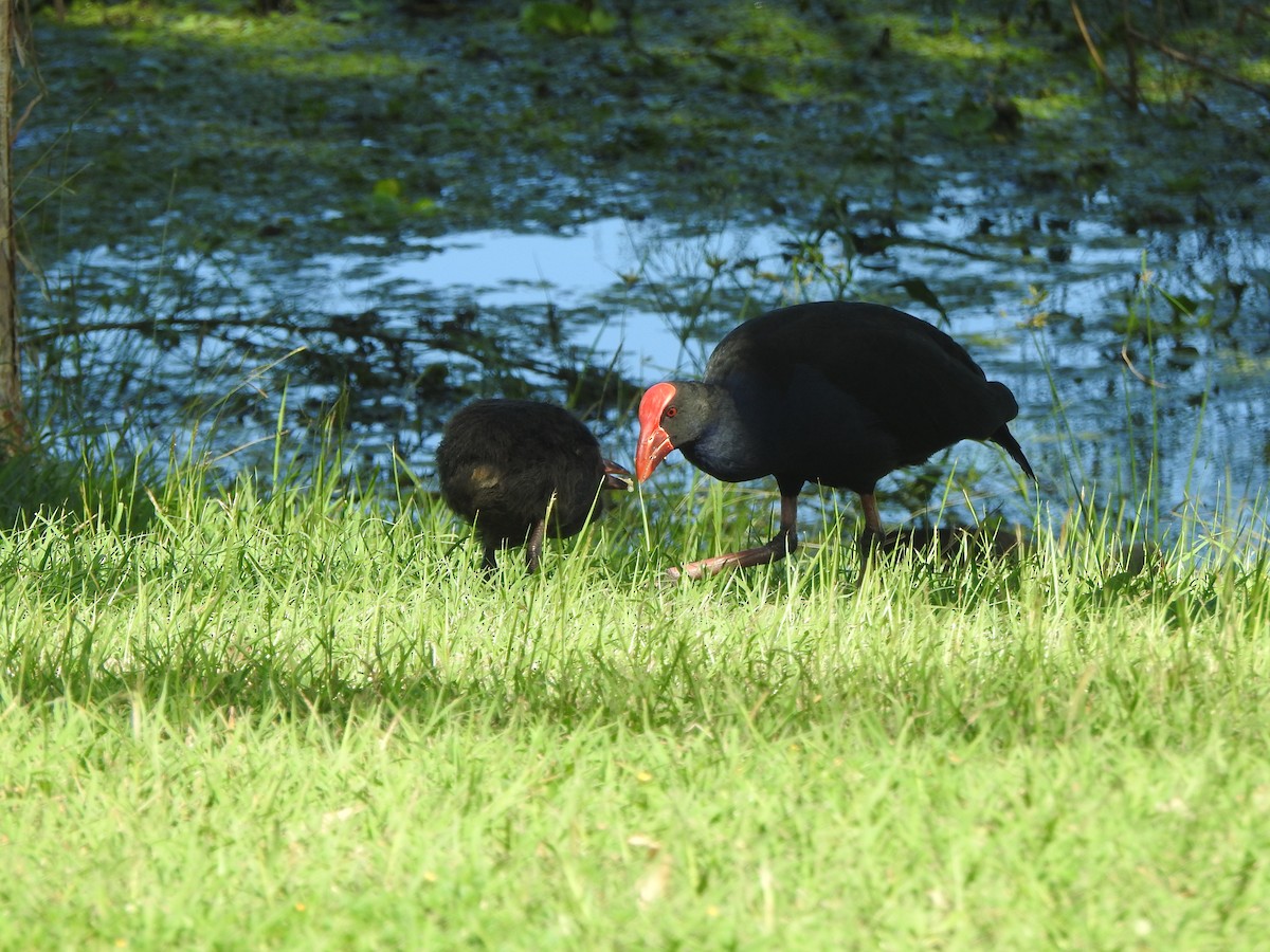 Australasian Swamphen - ML617813410