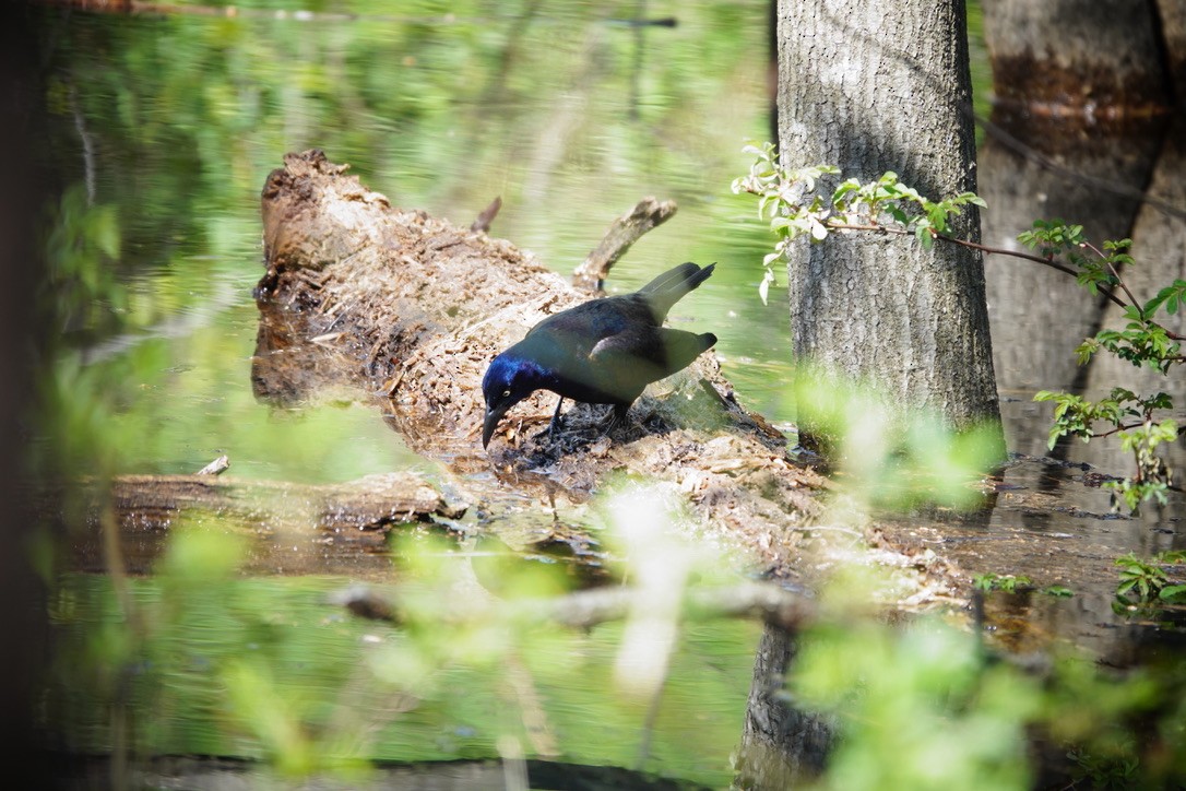 Common Grackle - Anonymous