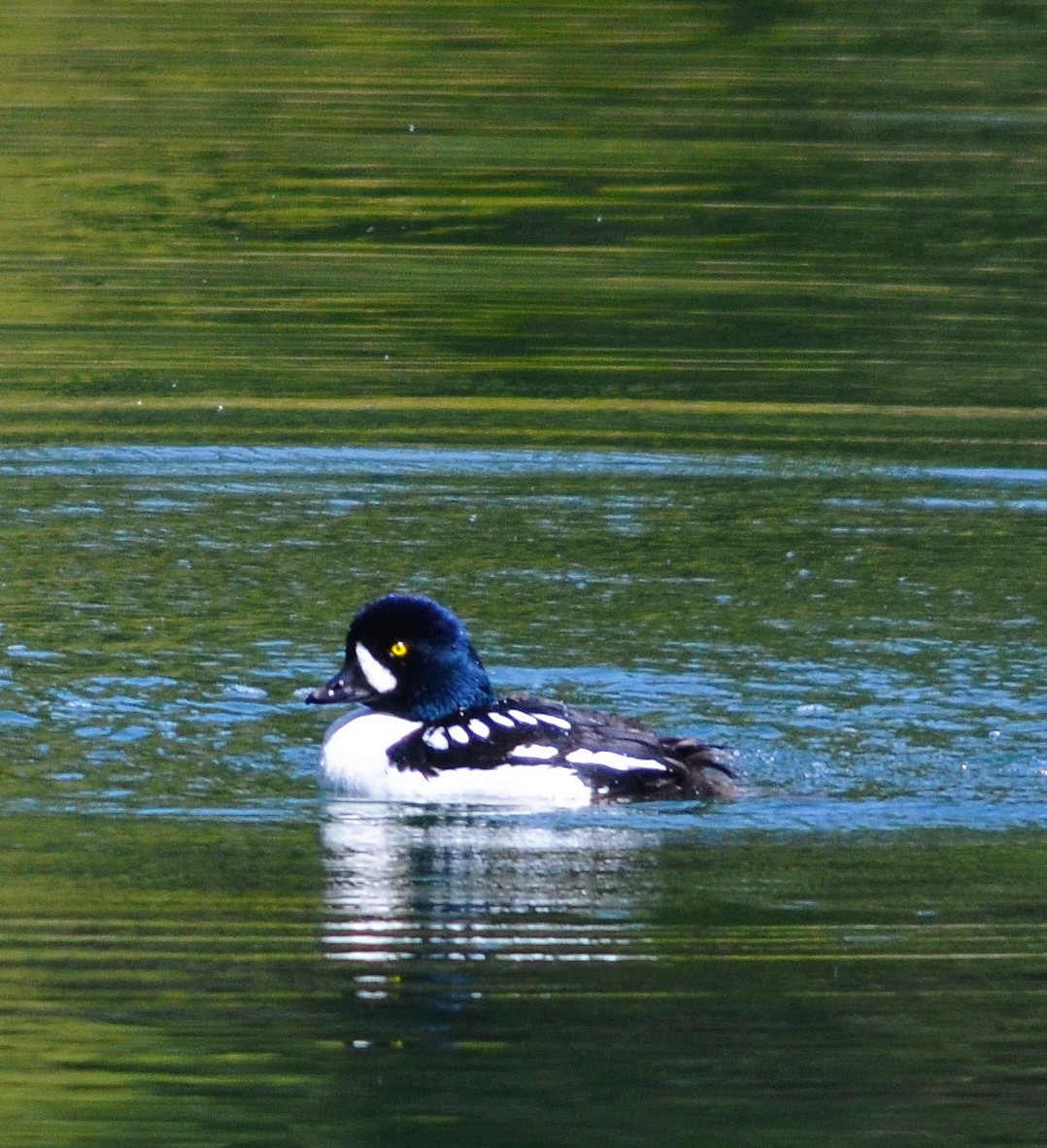 Barrow's Goldeneye - ML617813470