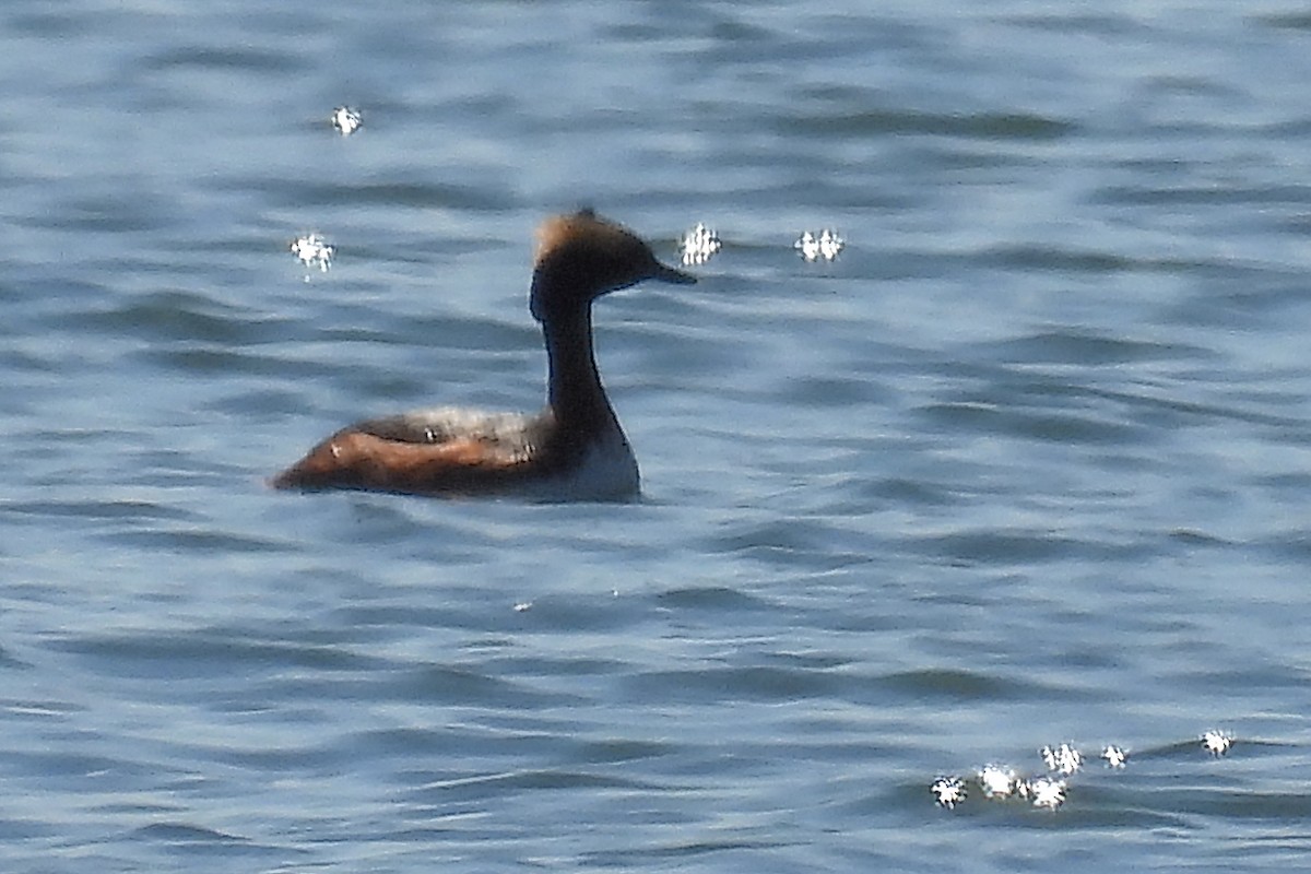 Horned Grebe - ML617813472