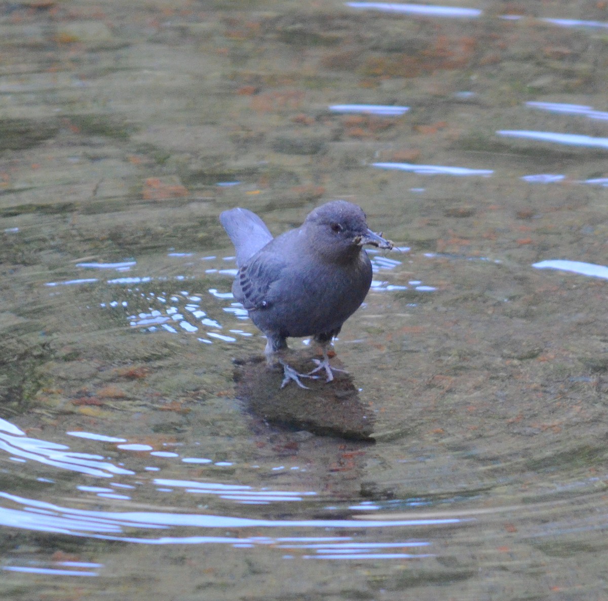 American Dipper - ML617813477