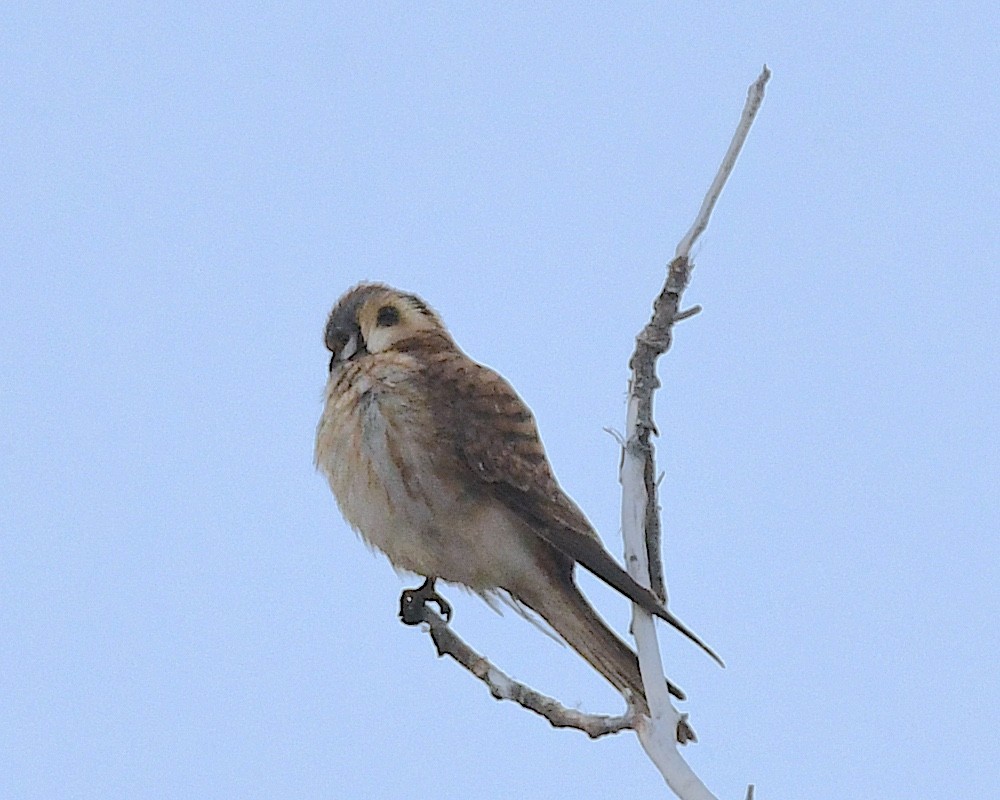 American Kestrel - ML617813488