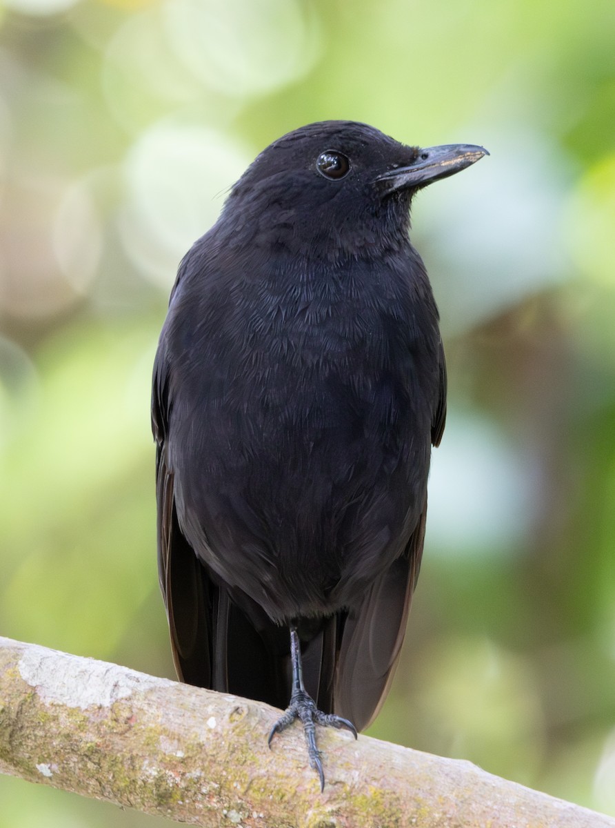 Bornean Whistling-Thrush - ML617813497