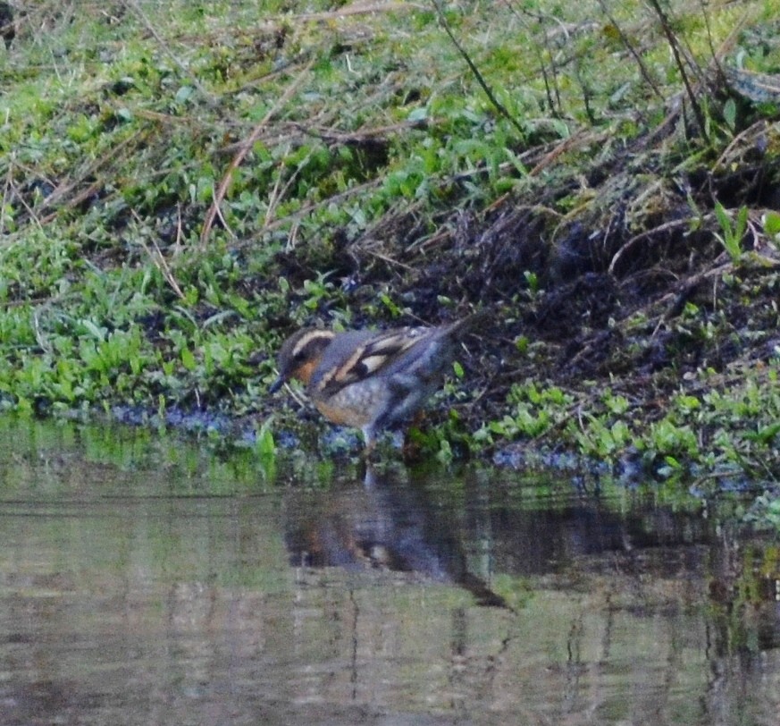 Varied Thrush - John Ritchie