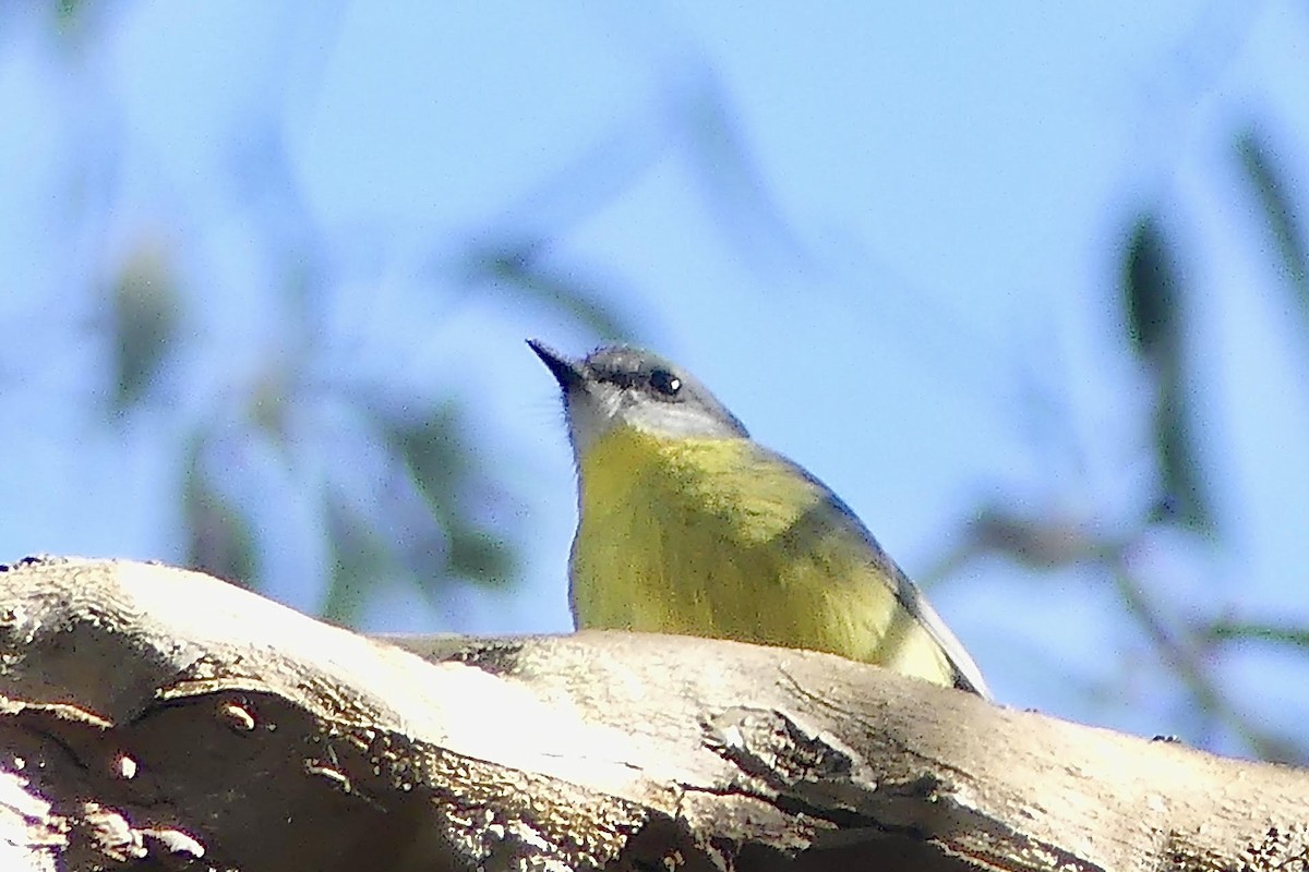 Eastern Yellow Robin - BirdLife Murray Goulburn