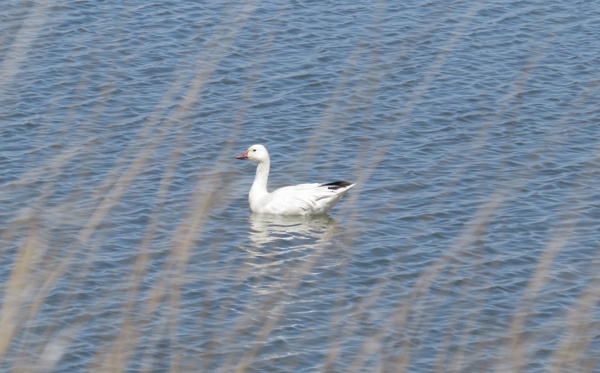 Snow Goose - ML617813516