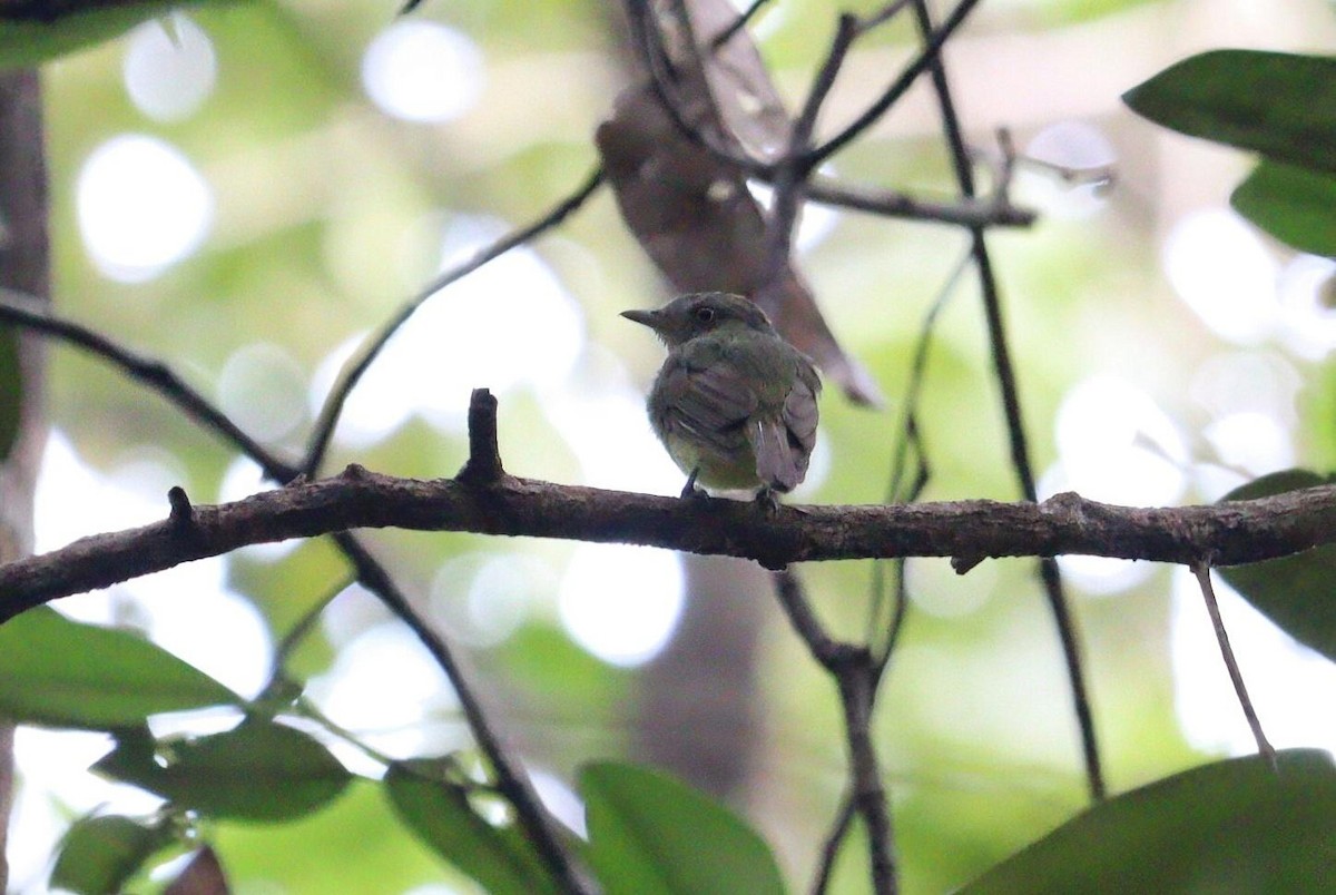 Saffron-crested Tyrant-Manakin - ML617813553