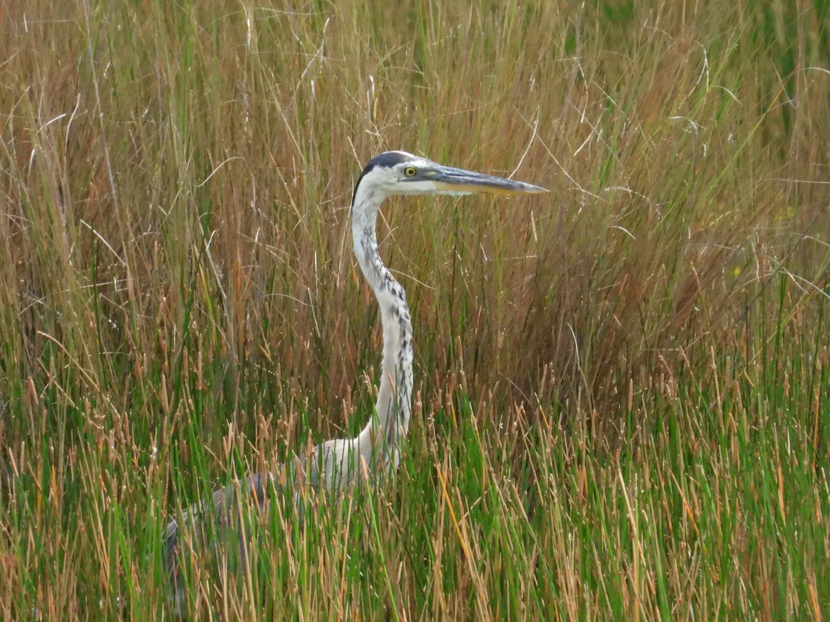 Great Blue Heron - Nick Komar