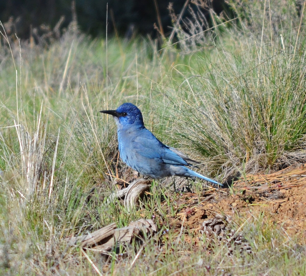 Pinyon Jay - ML617813624