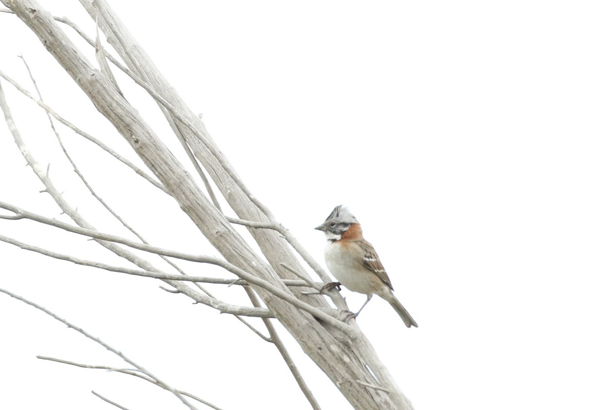 Rufous-collared Sparrow - Aaron David