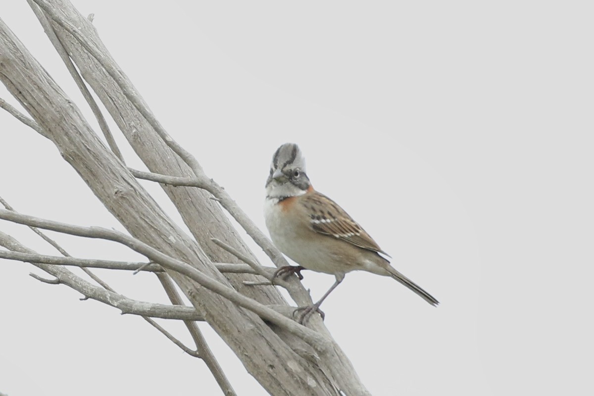 Rufous-collared Sparrow - ML617813636