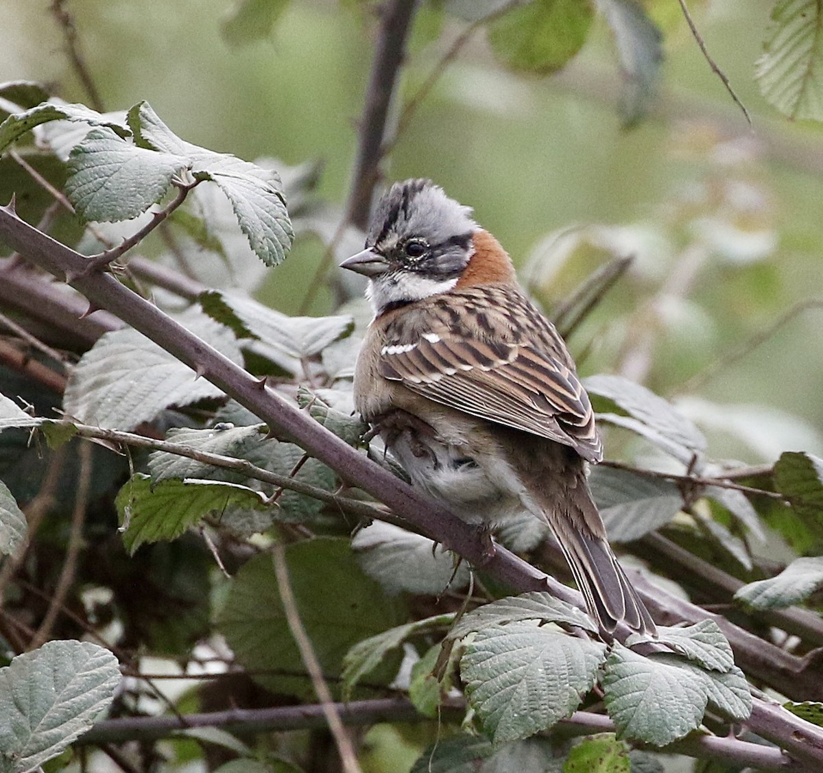 Rufous-collared Sparrow - ML617813637