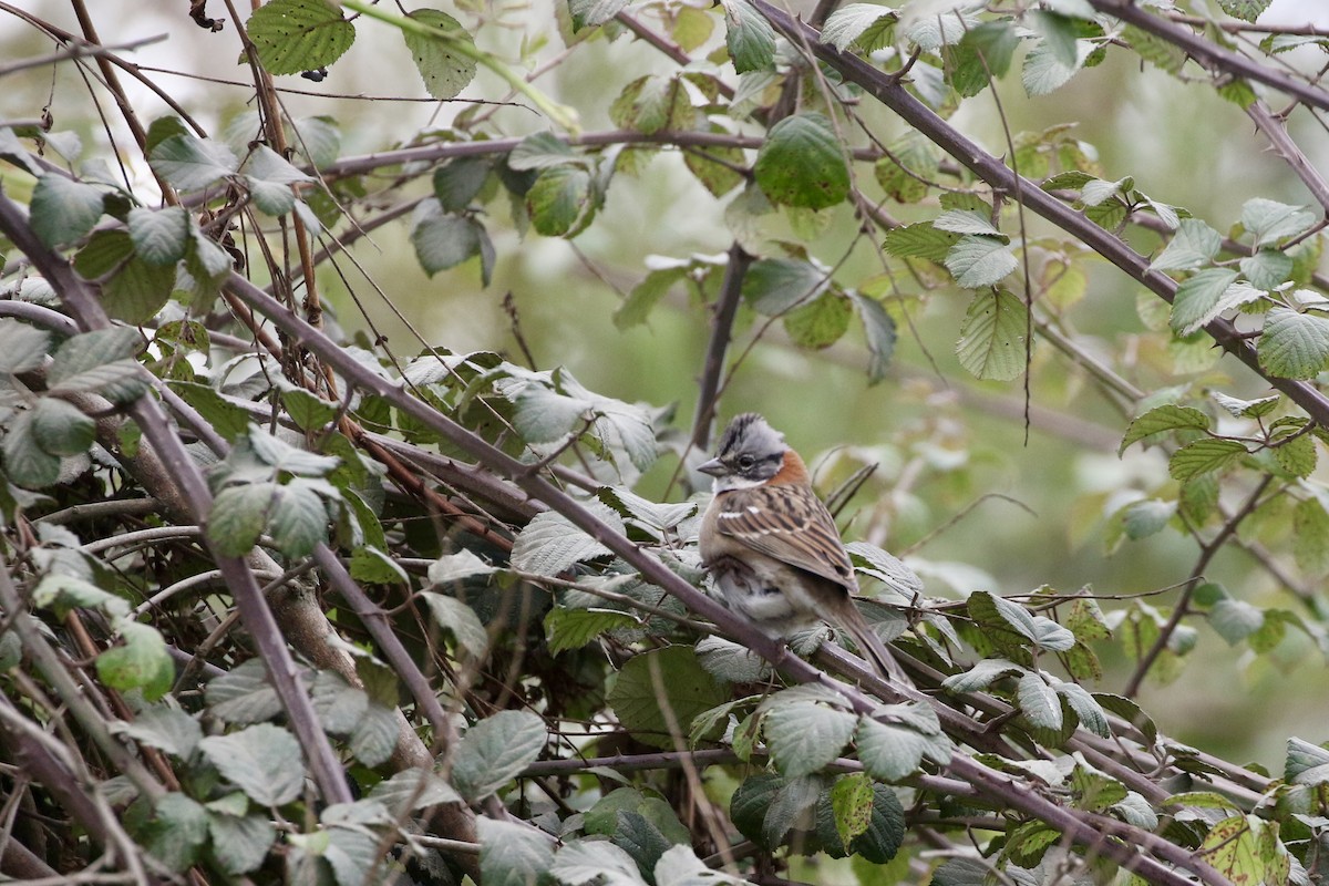 Rufous-collared Sparrow - Aaron David