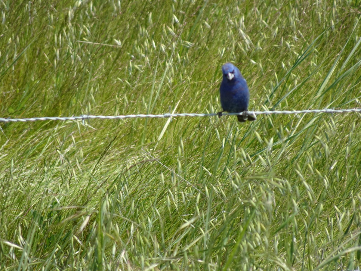 Blue Grosbeak - Debi Shearwater